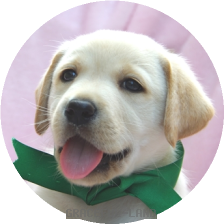 英国ラブラドールの子犬